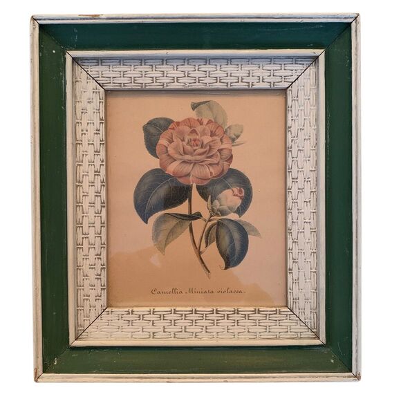 2 Vintage 1950s Framed Camellia Flower Lithographs 10.3" x 9.3" Pink+White+Green - Picture 2 of 7